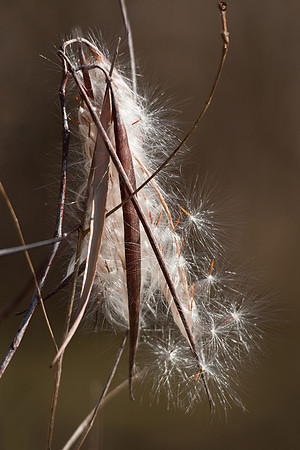 Milkweed