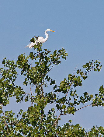Great Egret high in treetops