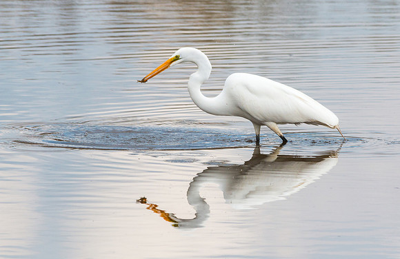 Great Egret