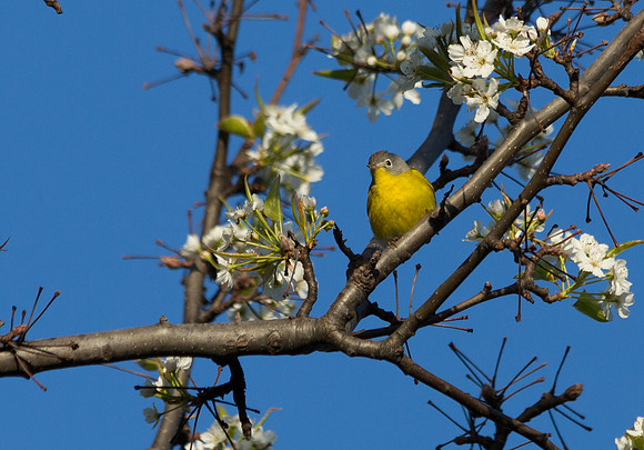 Nashville Warbler