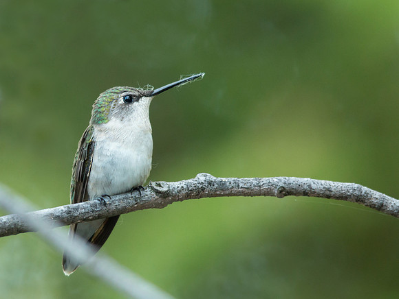 Hummingbird don't flyaway, fly away...