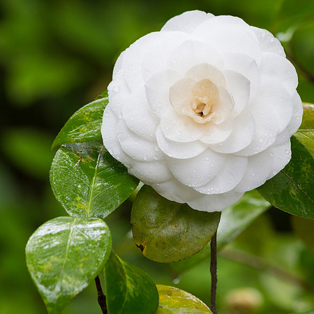 Camelia