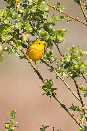 Yellow Warbler