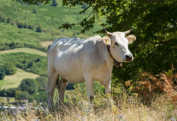 Mooo