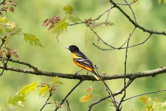 Baltimore Oriole, male
