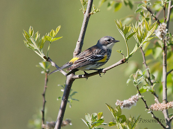 yellow-rumped warbler