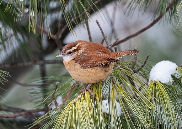 Carolina Wren