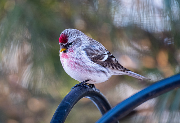 Redpoll