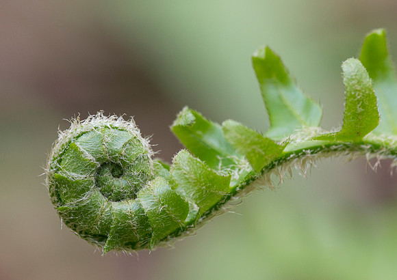 spring unfurls