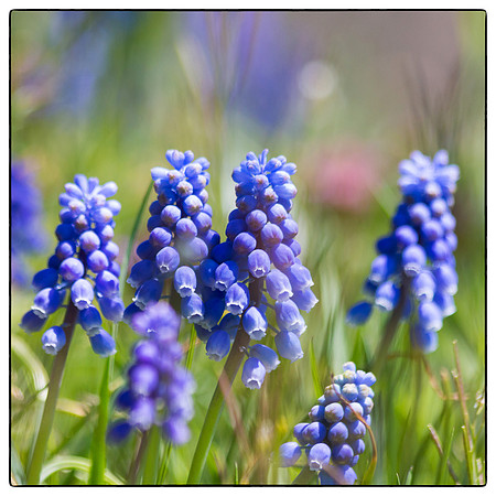 grape hyacinths