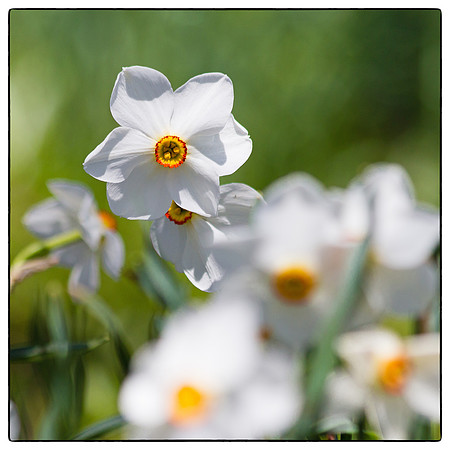 narcissus