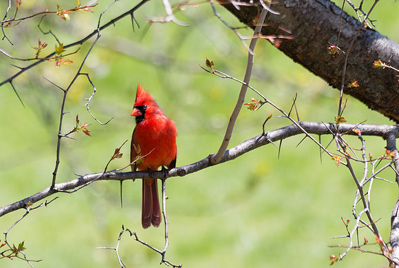 cardinal