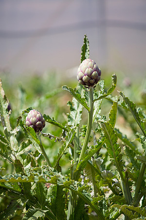 artichokes