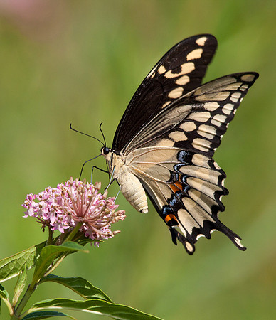 Giant Swallowtail