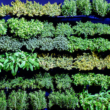 a wall of herbs in a cafe