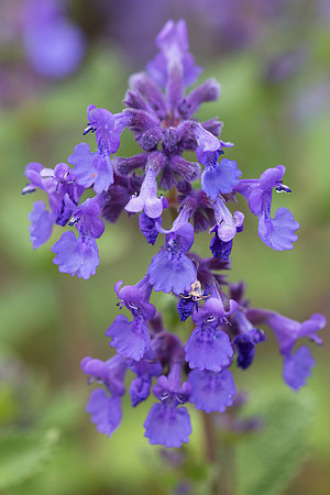 Cat Mint