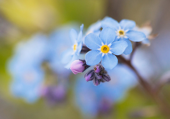 Forget Me Not