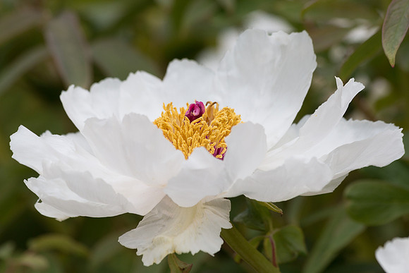 White Peony