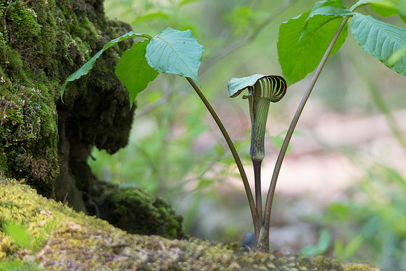 Jack in a Pulpit