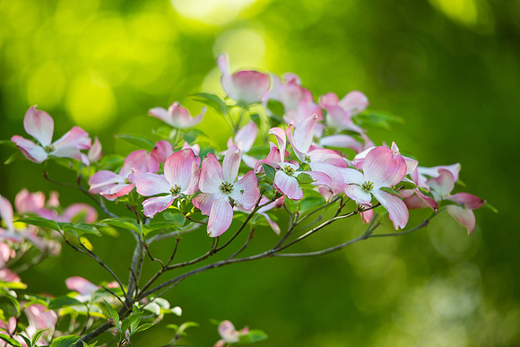 Dogwood 2