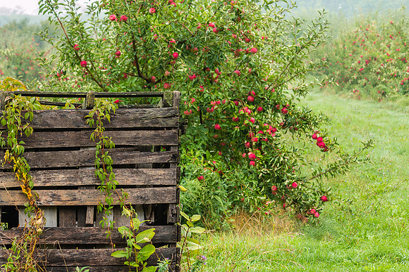 Apple picking time in Wayne County, NY