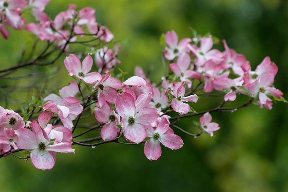 Dogwoods