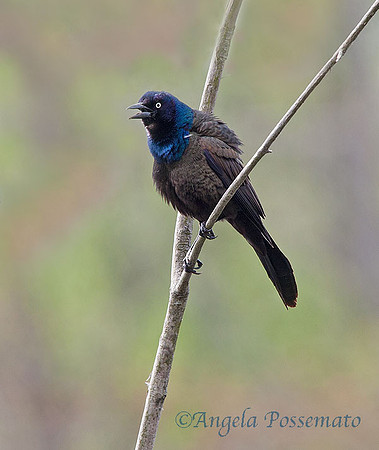 common grackle