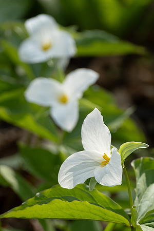 a trio of white trillium