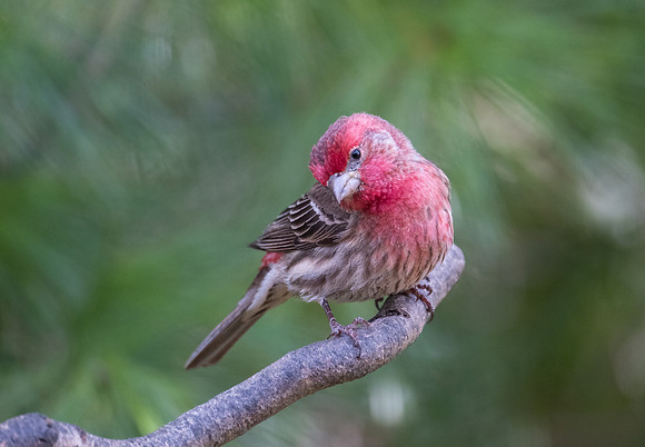 male house finch