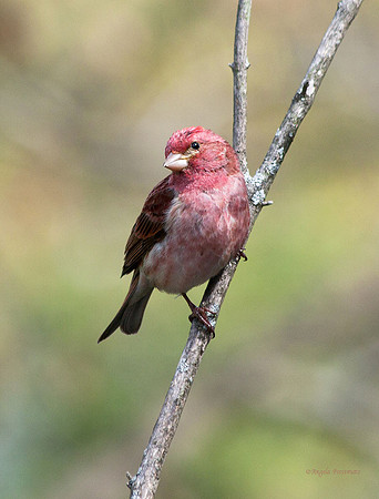 male Purple Finch