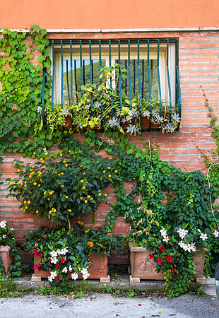 La Finestra a Cautano in Fiore