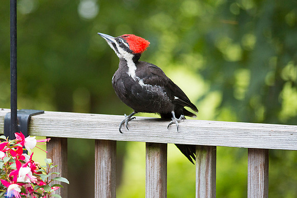 pileated woodpecker on our deck