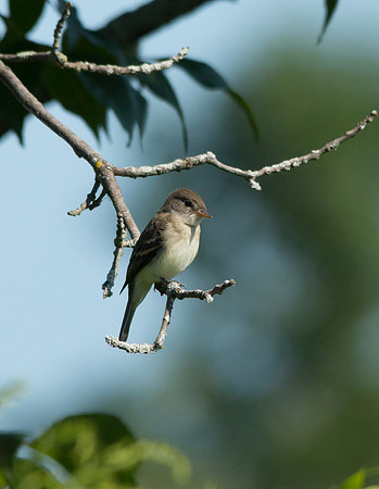 Flycatcher