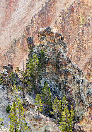 the lodge pole pines in the photo are at least 30 feet tall