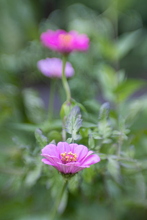 "The earth laughs in flowers." Ralph Waldo Emerson