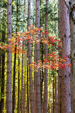 “Let’s take our hearts for a walk in the woods and listen to the magic whispers of old trees.”― unknown
