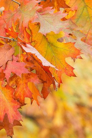 11/2/17 - Oak Leaves