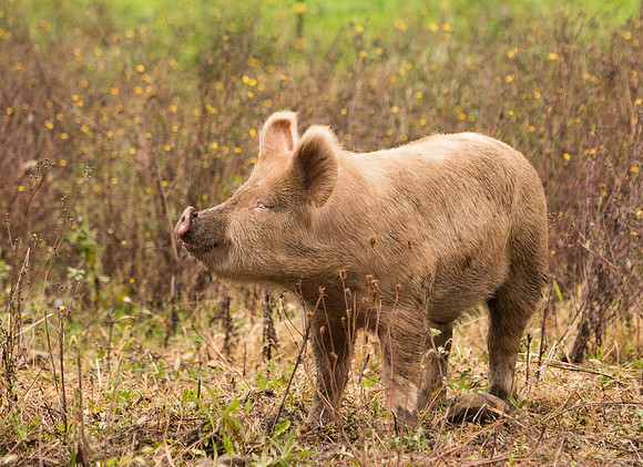 Never trust a smilin' pig!