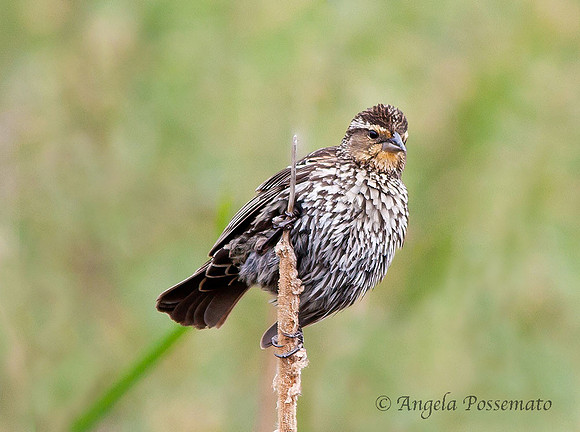 juvenile/female red-winged blackbird