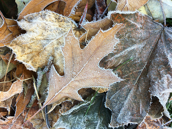 "Autumn is a second spring where every leaf is a flower."  Albert Camus
