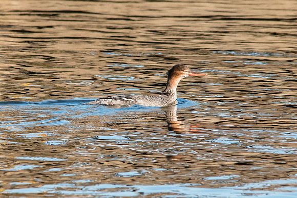 Red breasted Merganser female