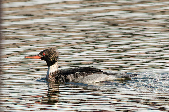 Red breasted Merganser Male