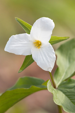 White trillium