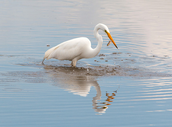 Great Egret Fishing for lunch