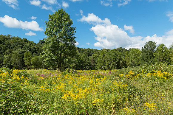 Ganargua Meadow Preserve