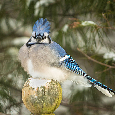 Blue Jay, Just came from the hair salon