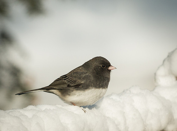 Dark-eyed Junco