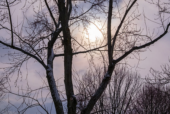Winter Sun