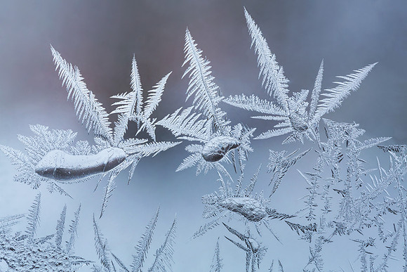 Ice Drops and Frost Feathers 2