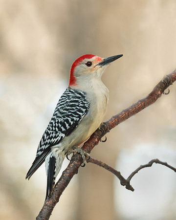 red-bellied woodpecker